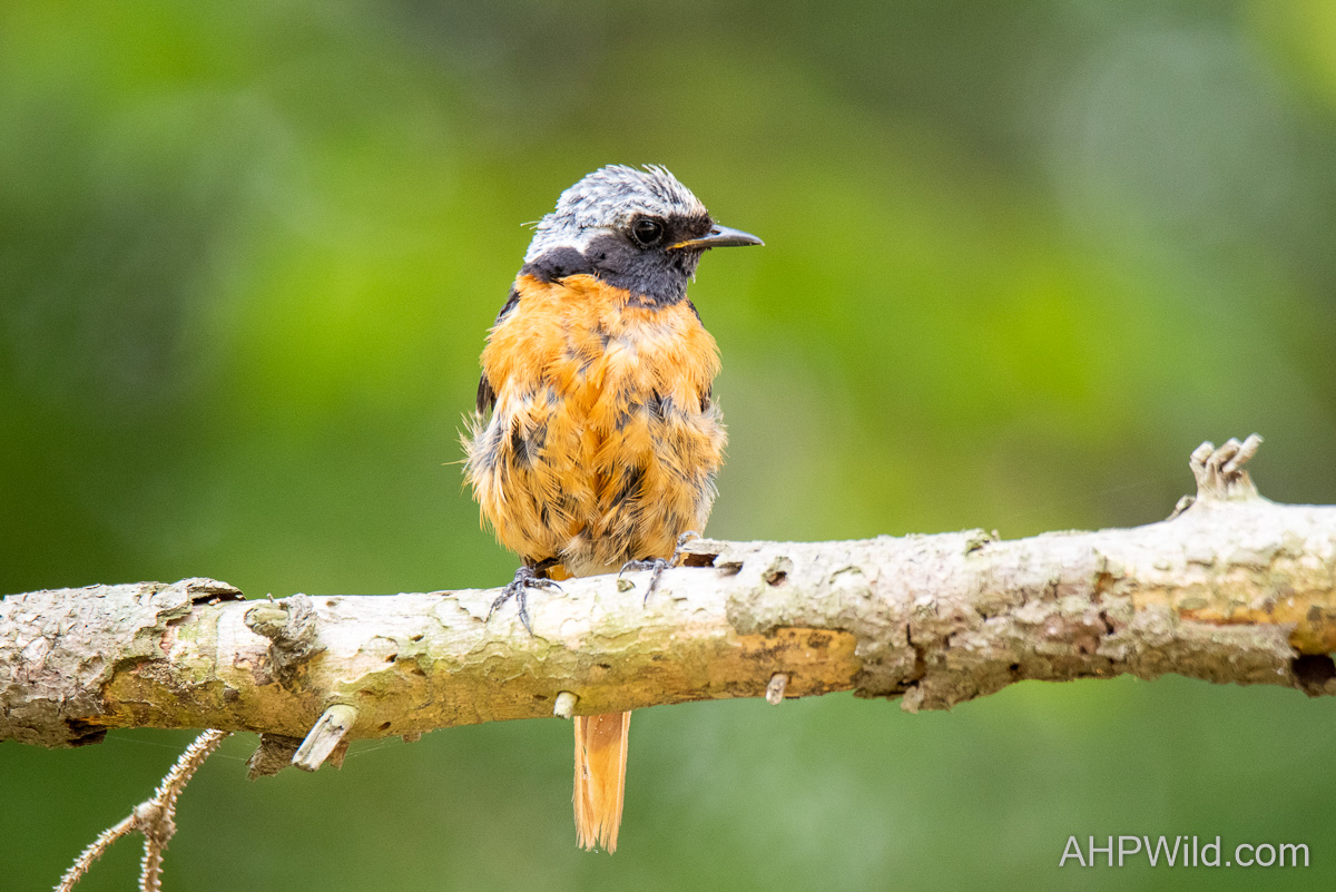 Daurian Redstart