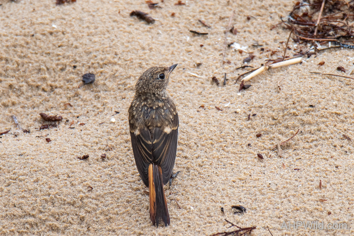 Daurian Redstart