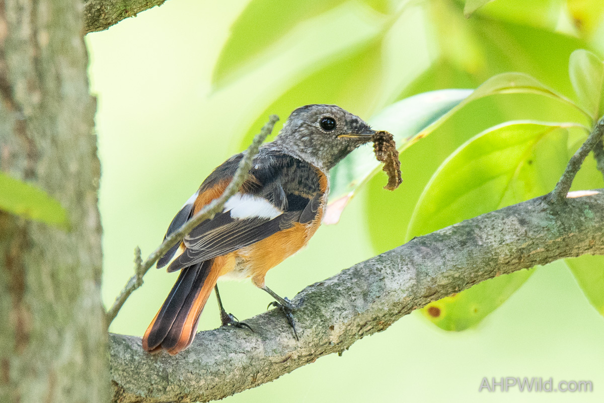 Daurian Redstart