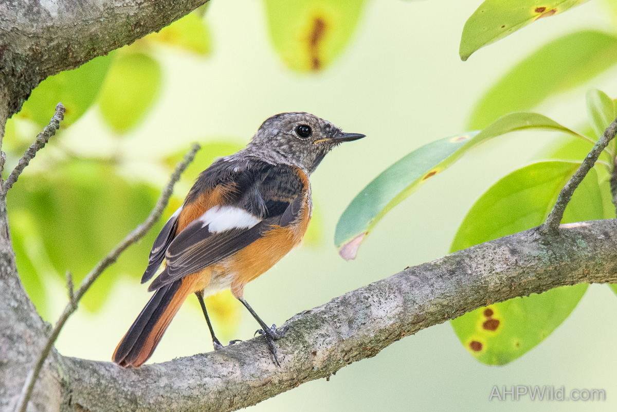 Daurian Redstart