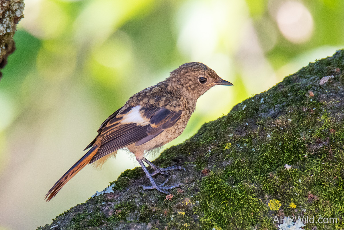 Daurian Redstart