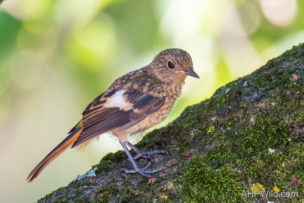 Daurian Redstart