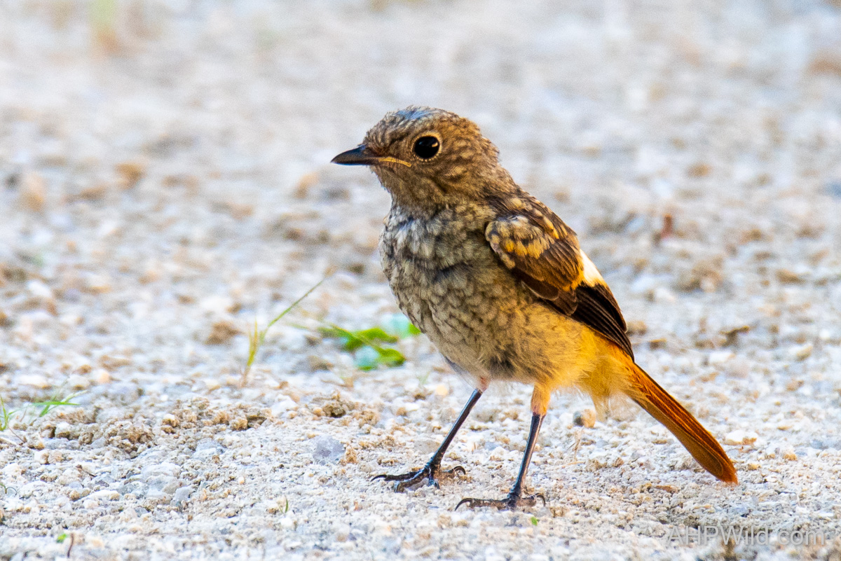 Daurian Redstart