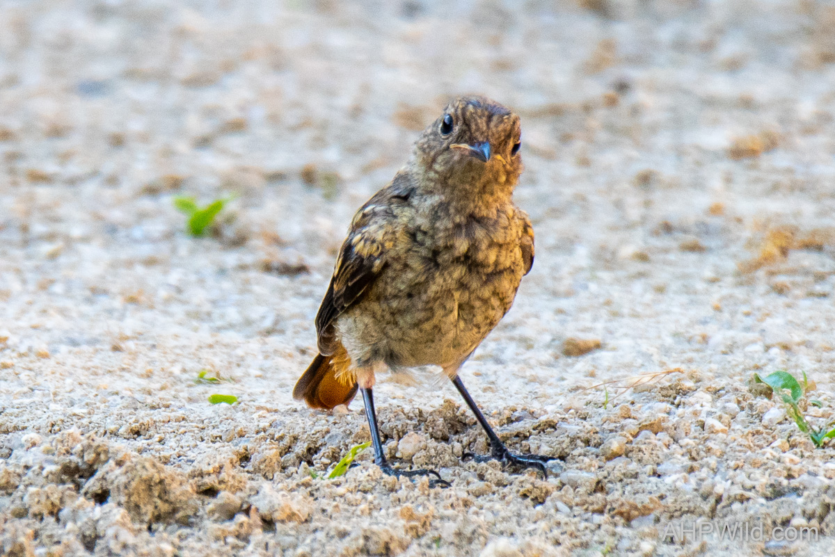Daurian Redstart