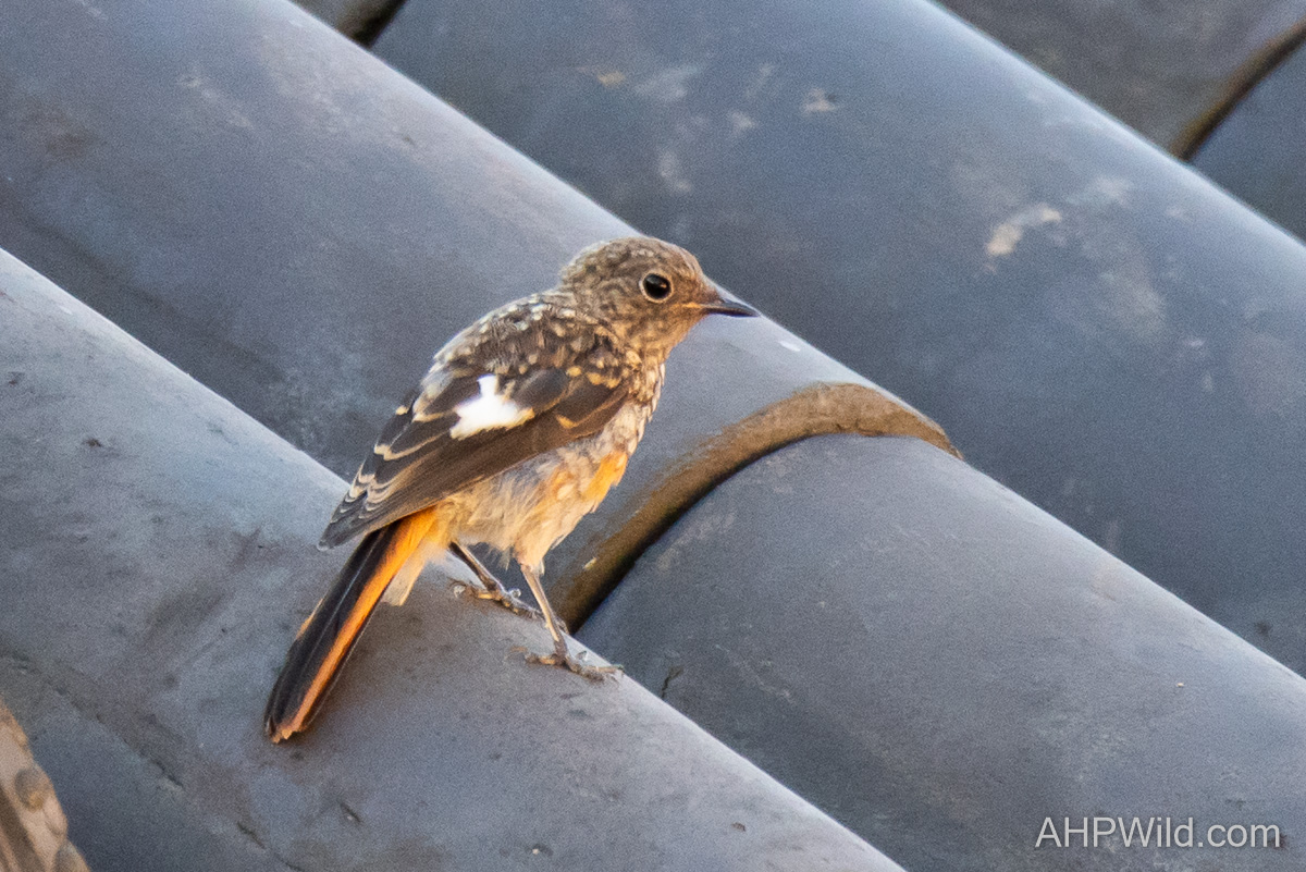 Daurian Redstart