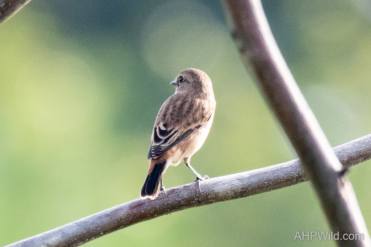 Daurian Redstart