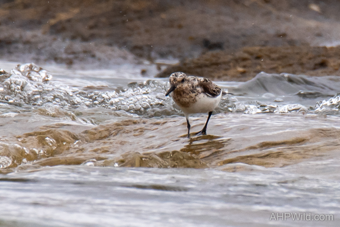 Sanderling
