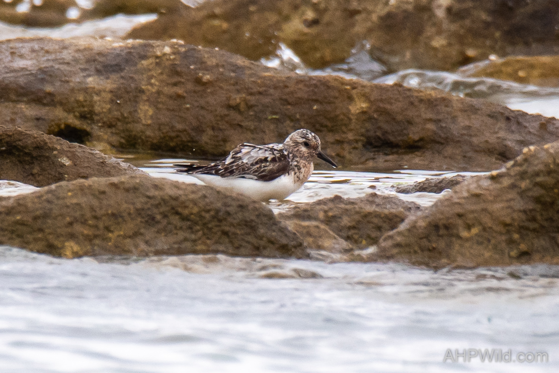 Sanderling