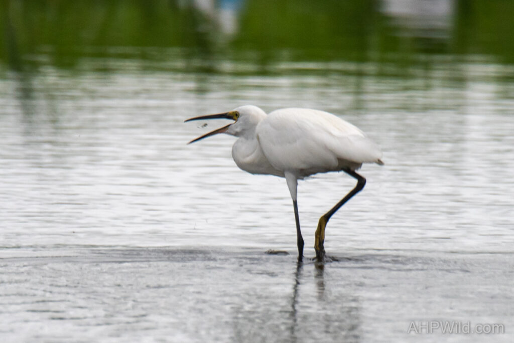 Chinese Egret