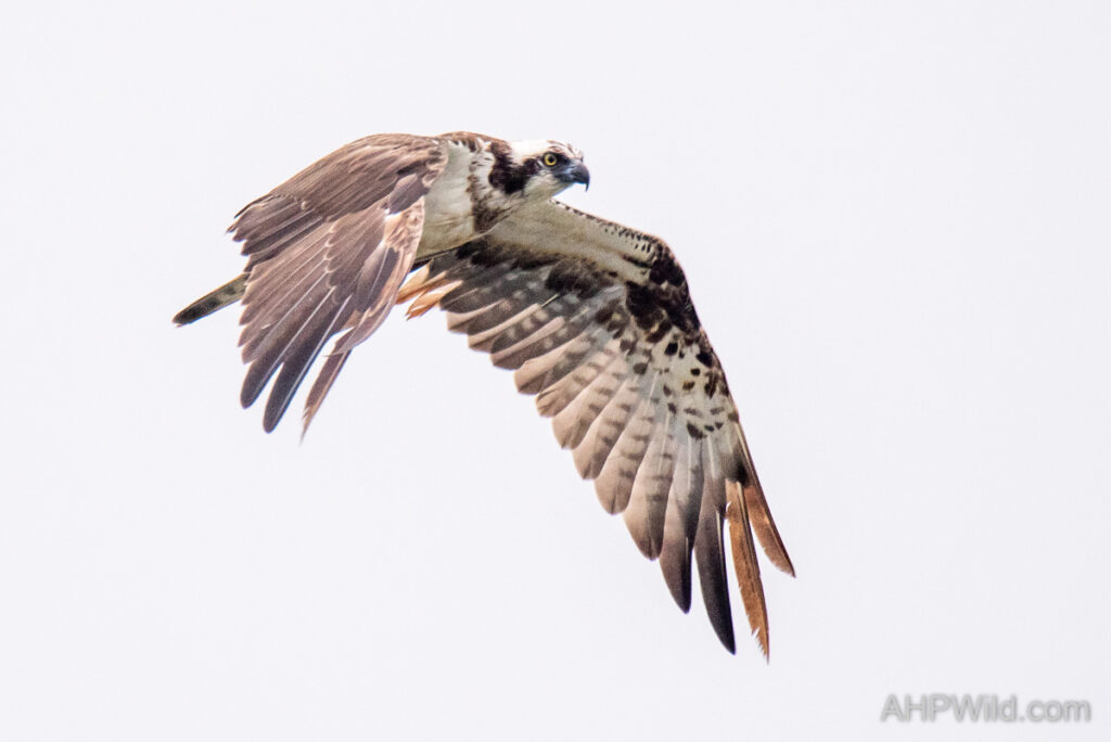 Osprey