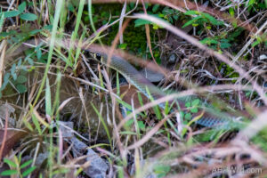 Yellow-faced Whip Snake