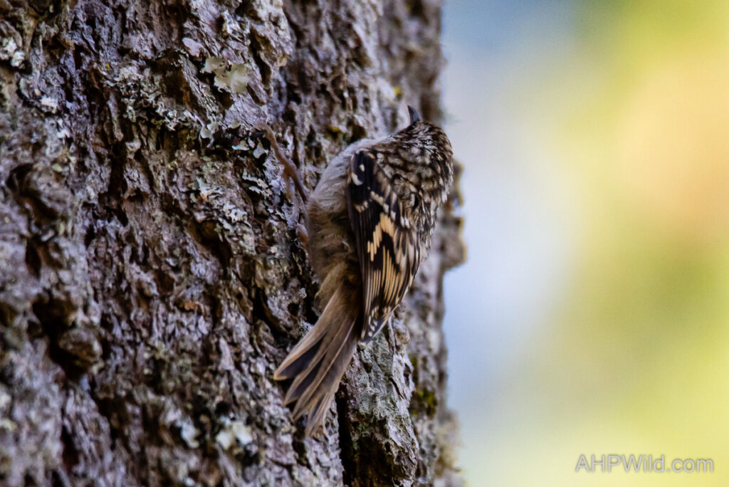 Brown Creeper