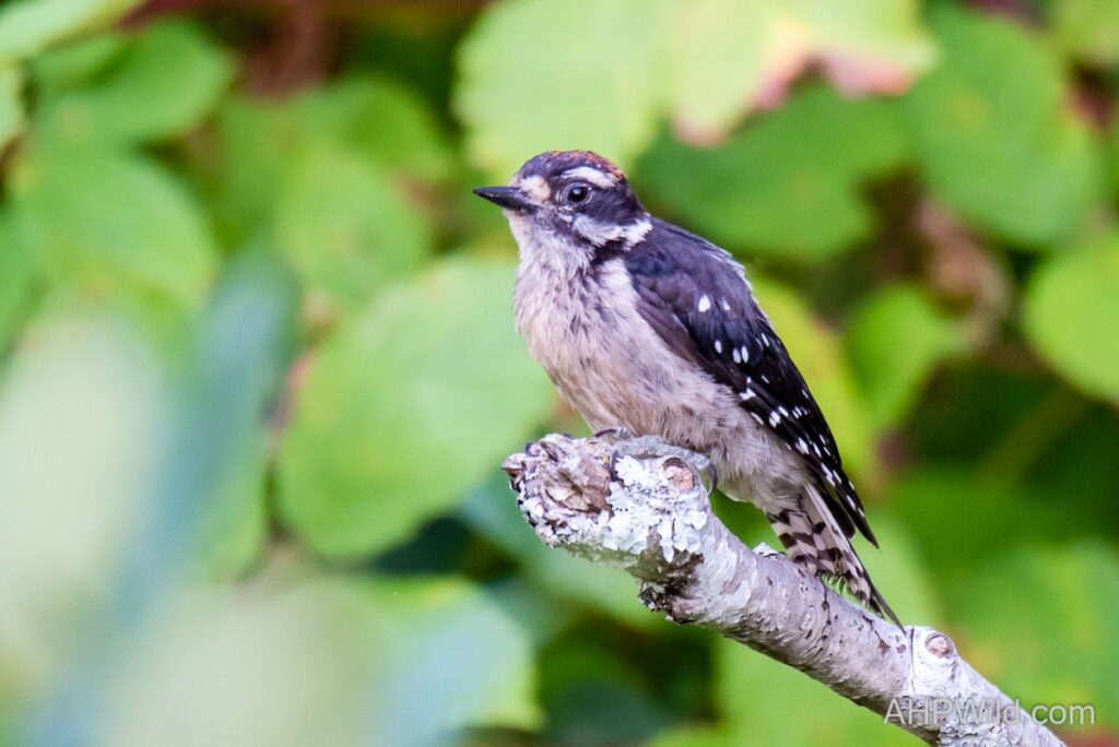Downy Woodpecker