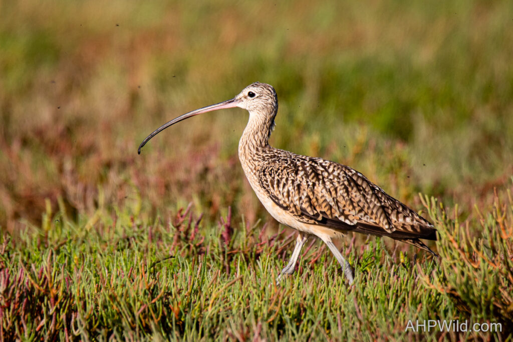 Long-billed Curlew
