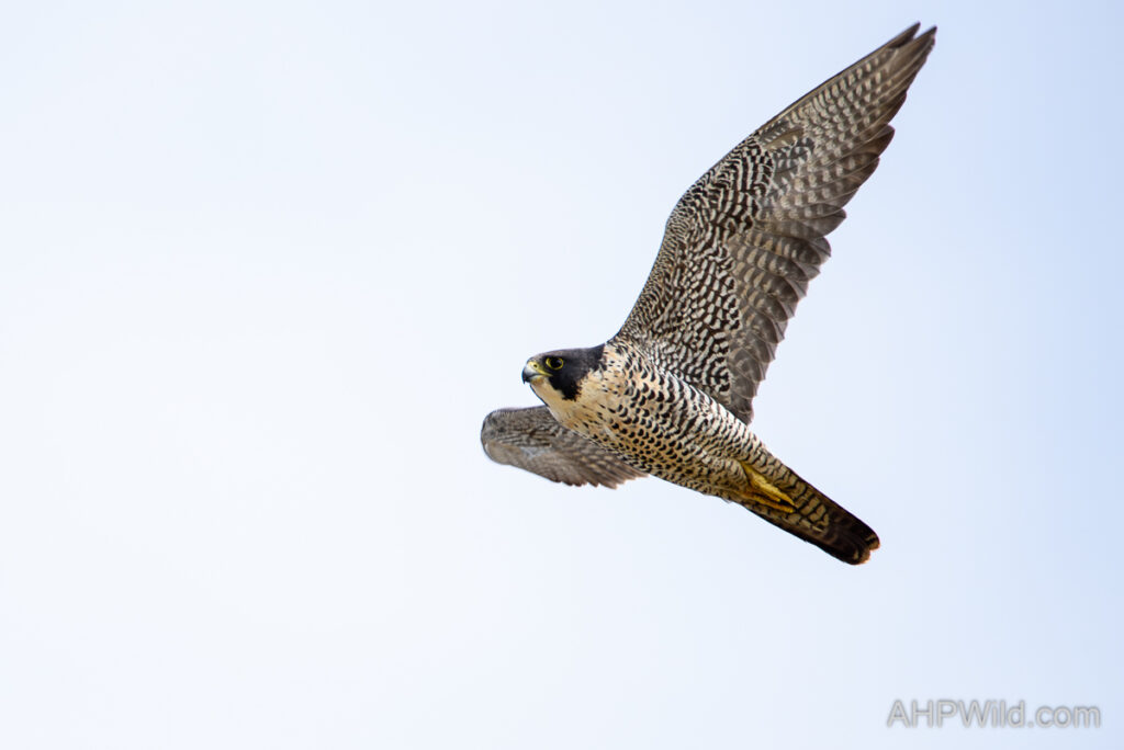 Peregrine Falcon
