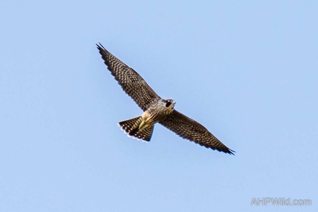 Peregrine Falcon