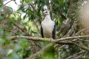White-headed Pigeon