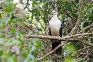 White-headed Pigeon