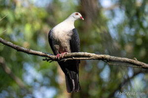 White-headed Pigeon