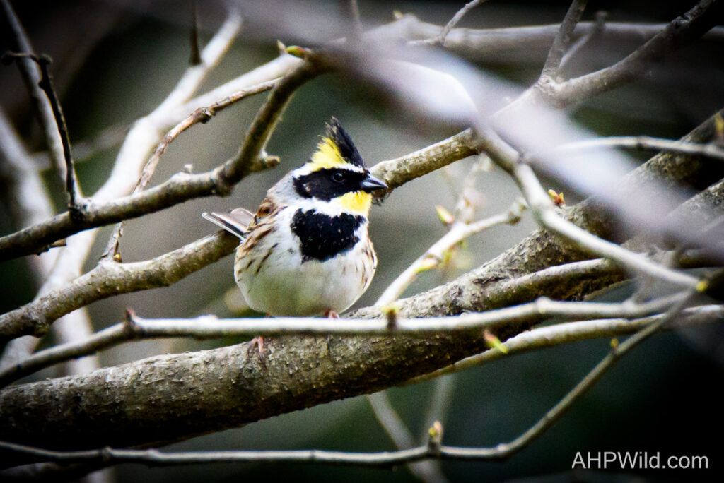 Yellow-throated Bunting