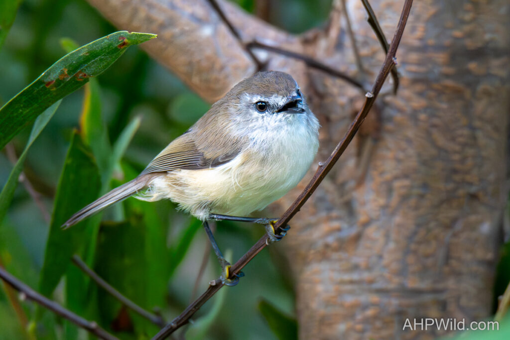 Brown Gerygone
