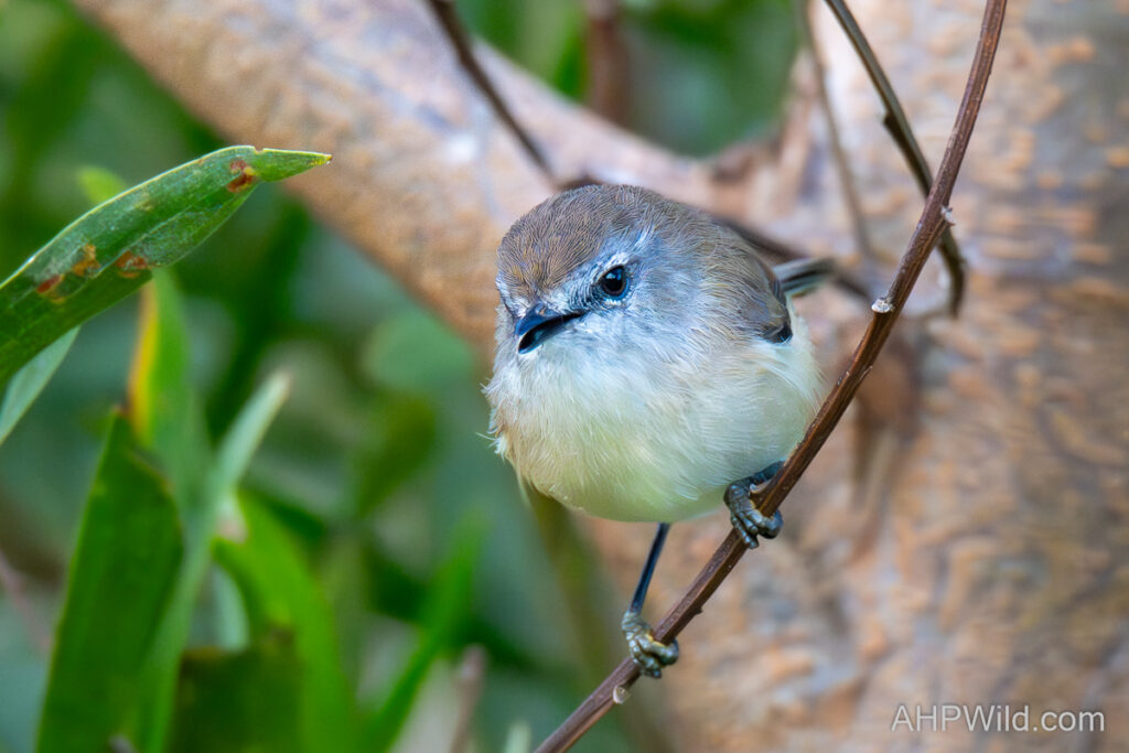 Brown Gerygone