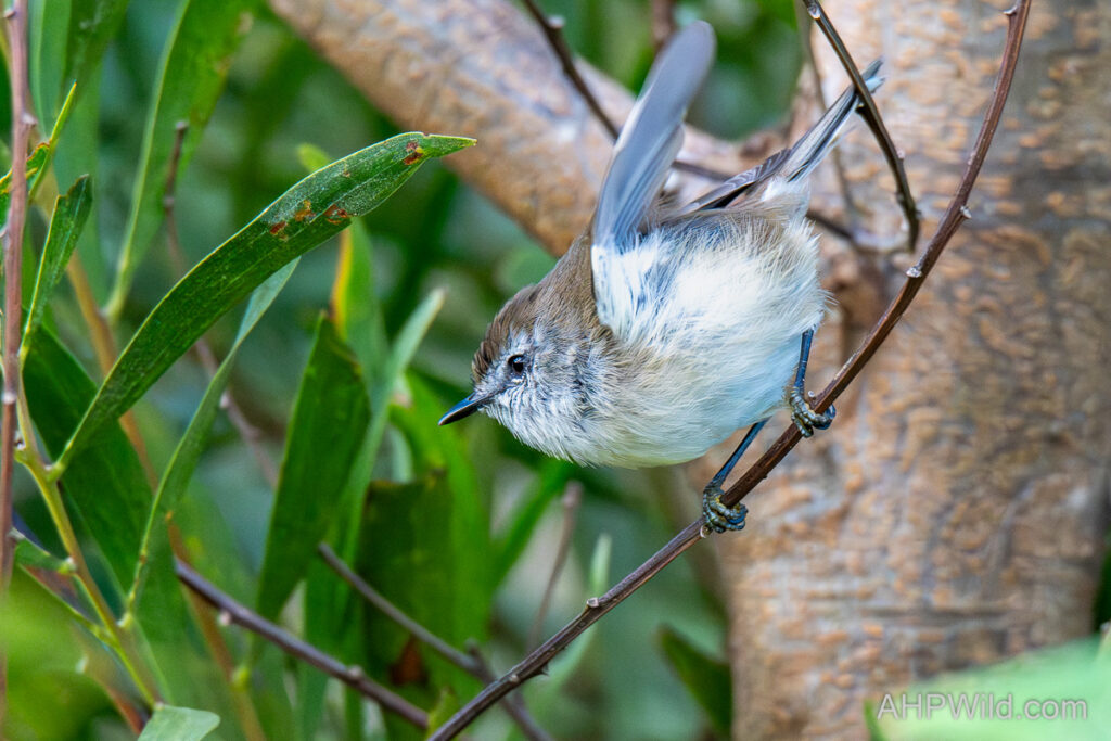 Brown Gerygone