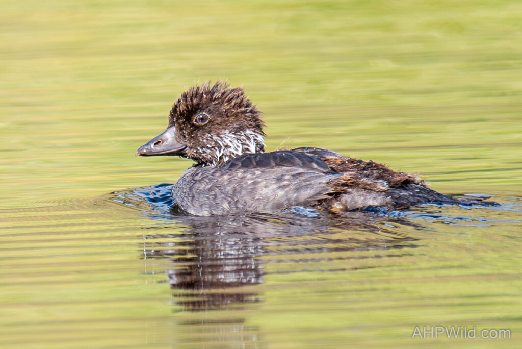 Bufflehead