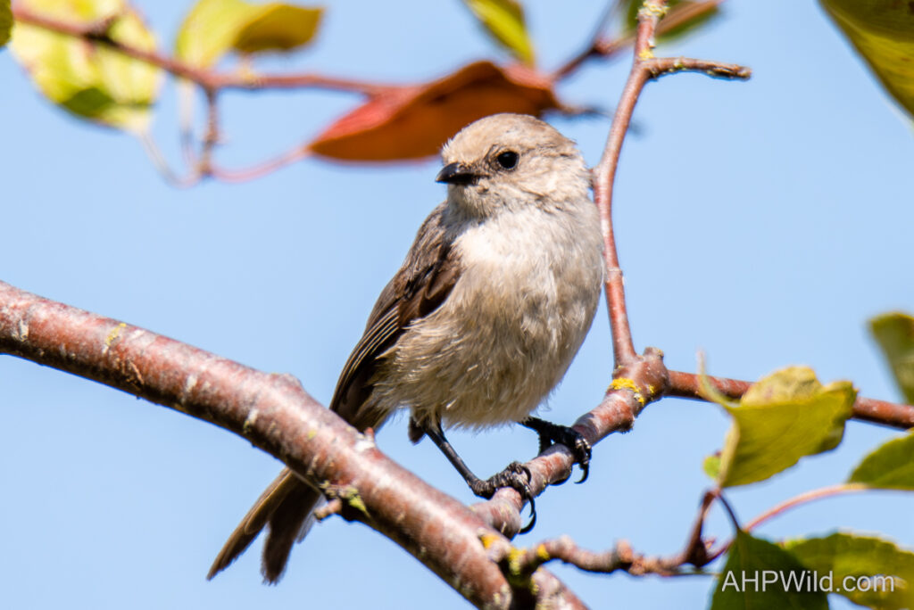 Bushtit