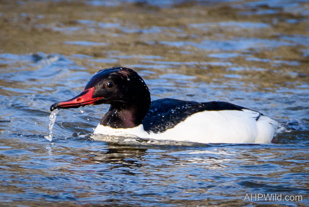 Common Merganser