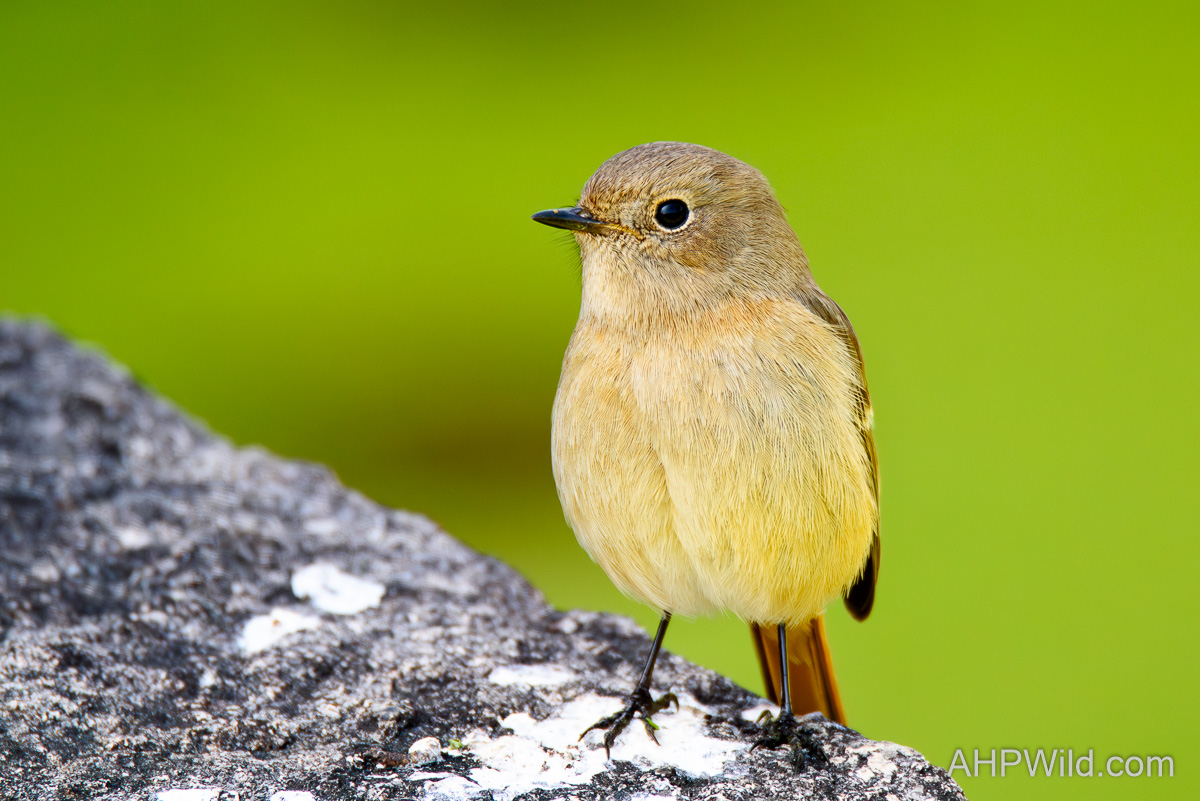Daurian Redstart