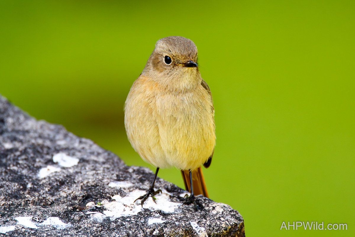 Daurian Redstart
