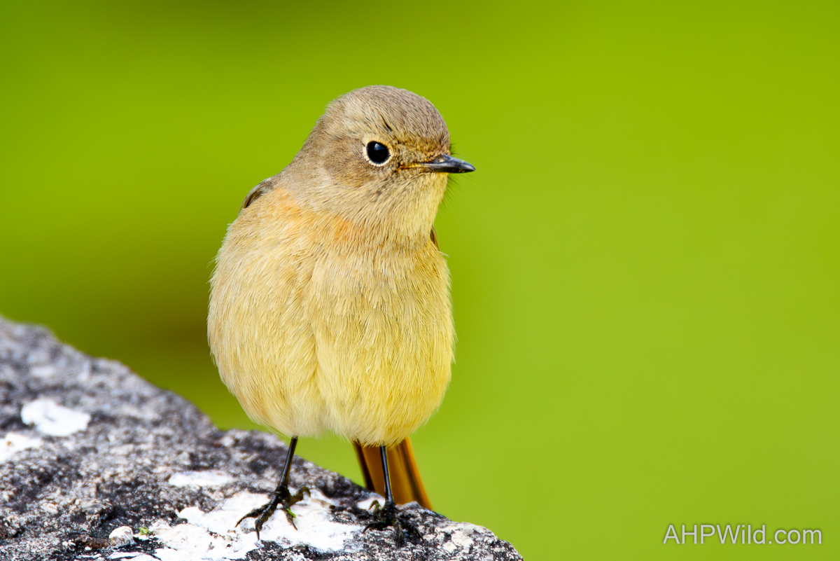 Daurian Redstart