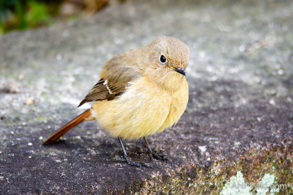 Daurian Redstart