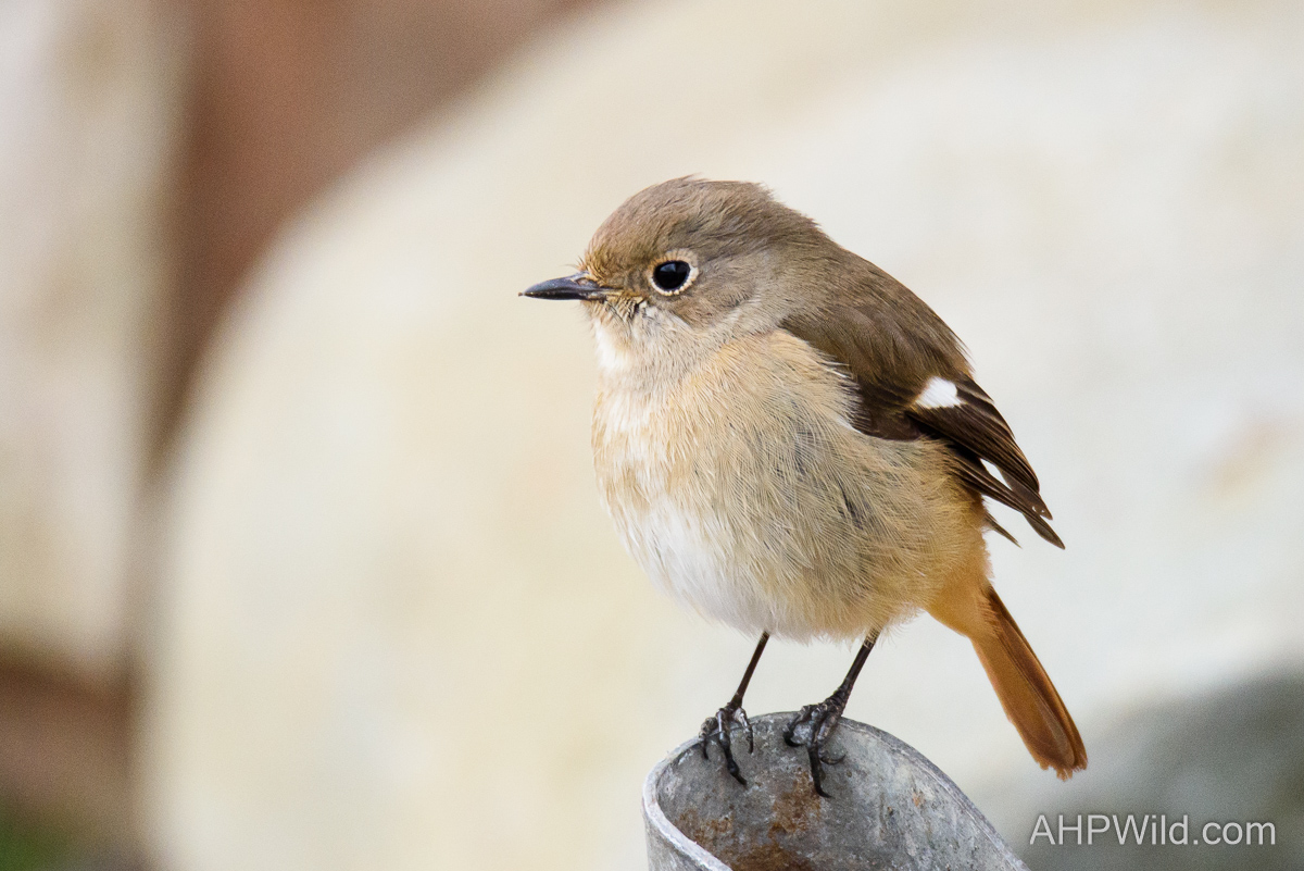 Daurian Redstart