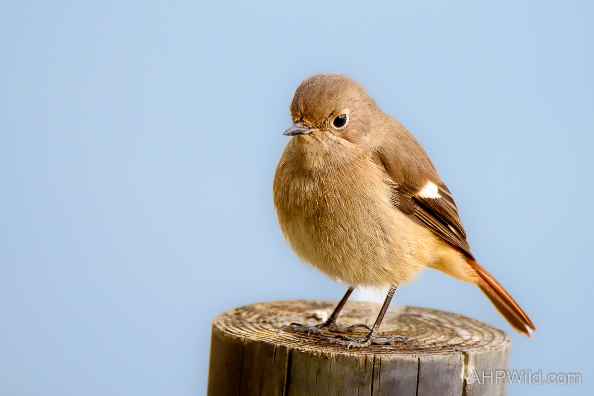 Daurian Redstart