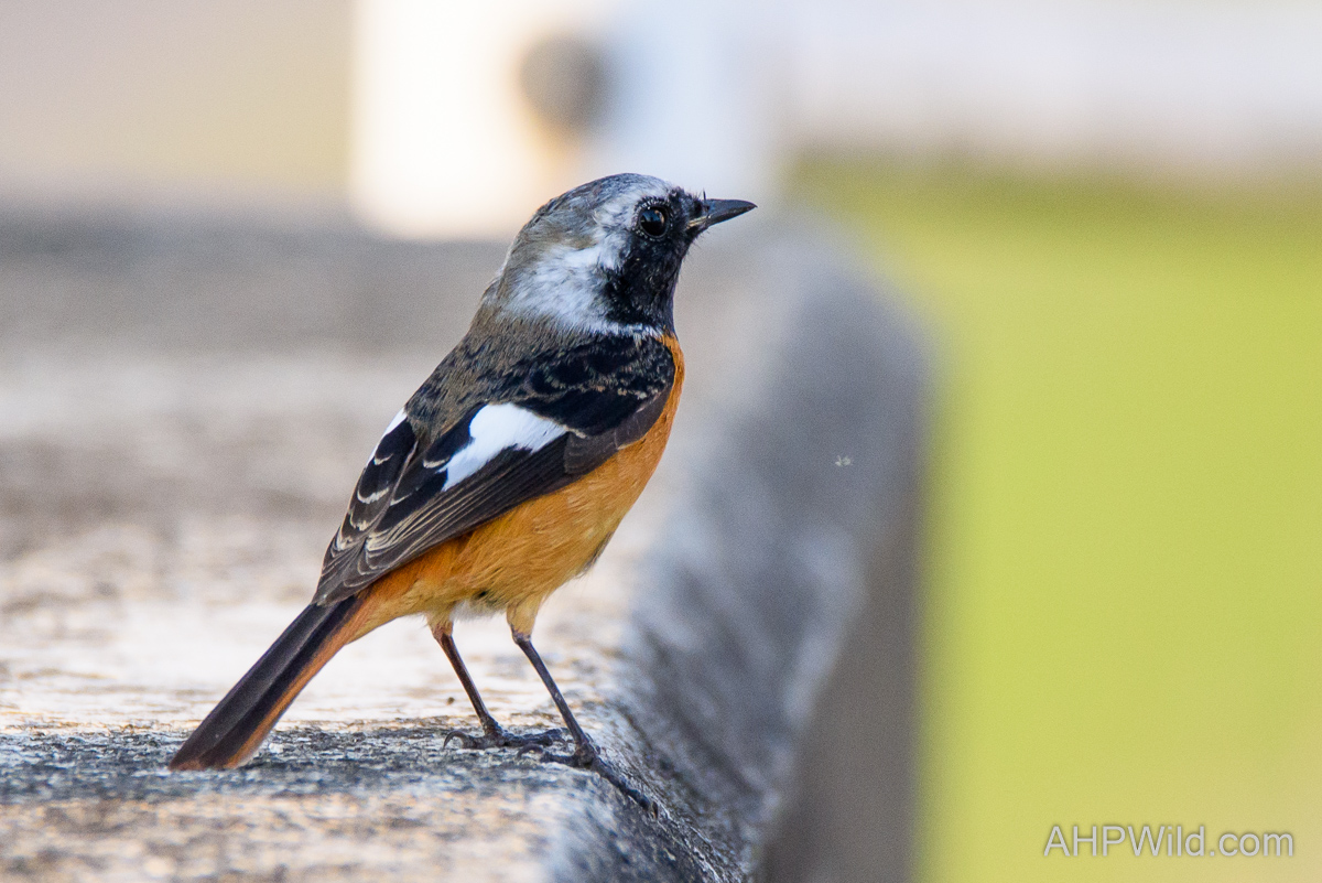 Daurian Redstart
