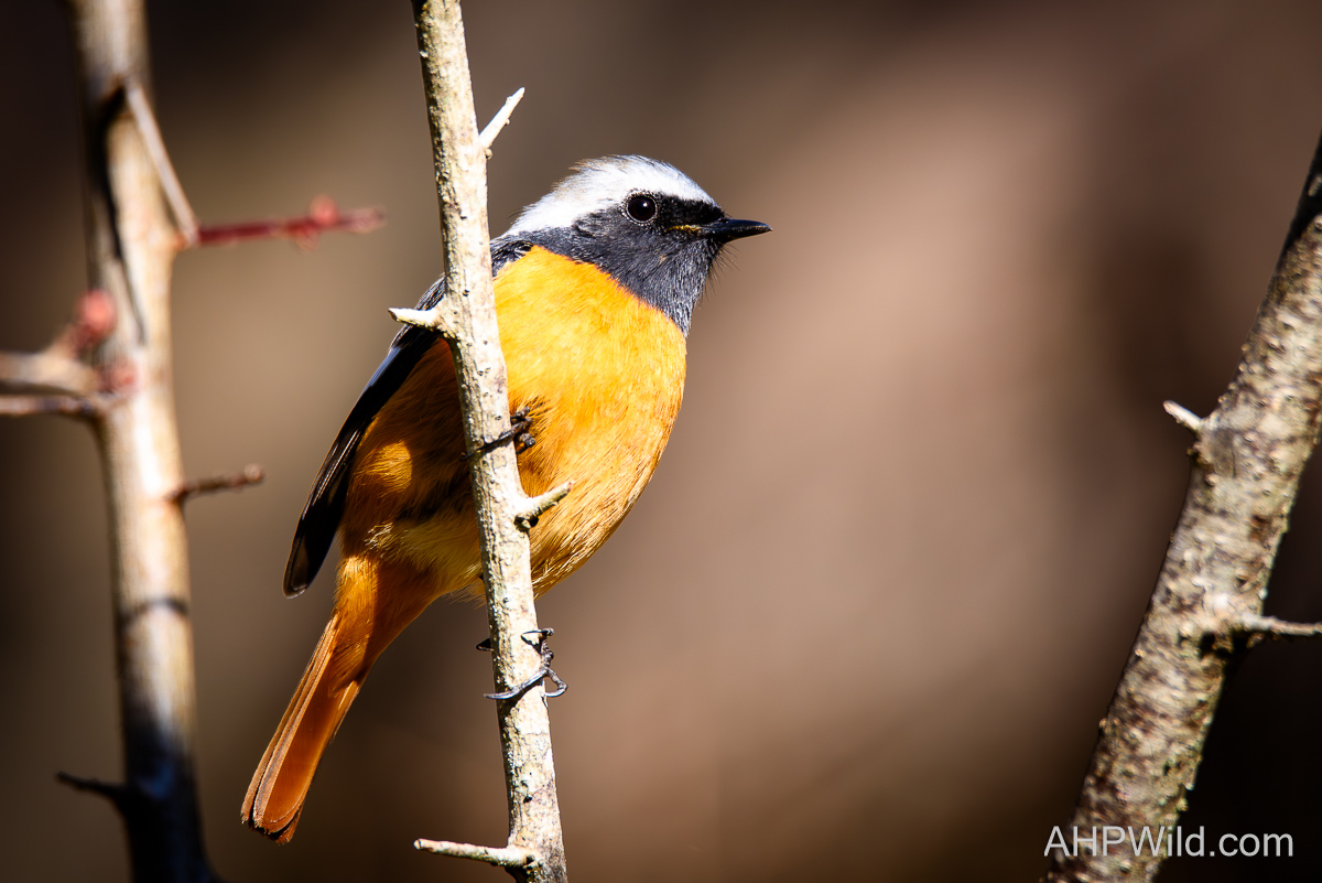 Daurian Redstart