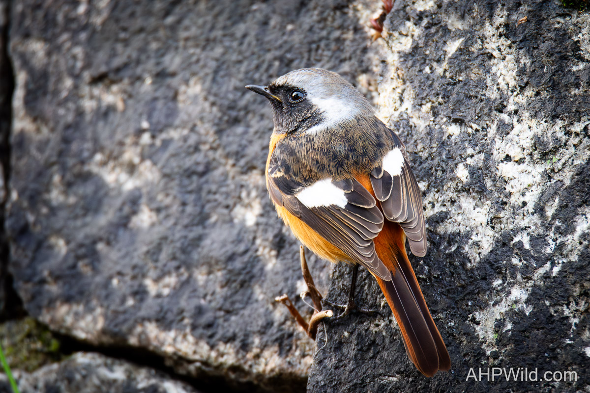 Daurian Redstart