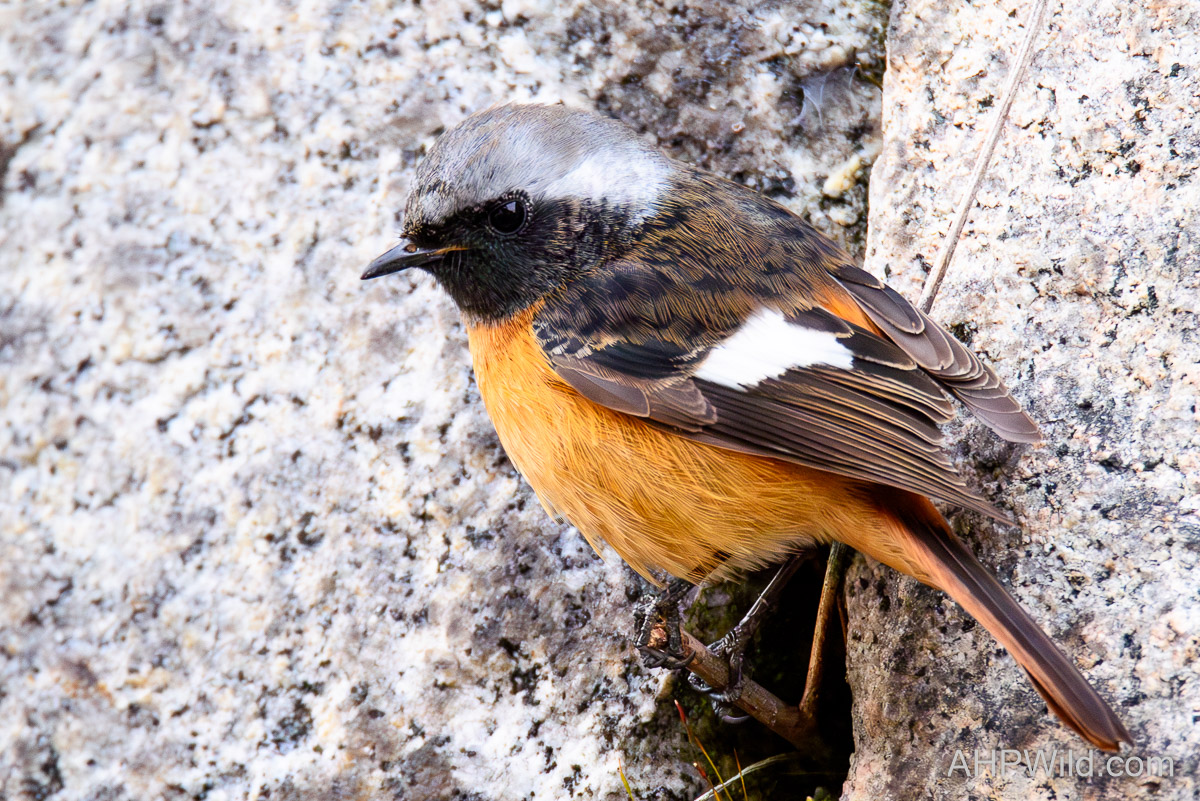 Daurian Redstart