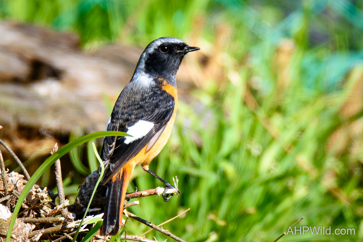 Daurian Redstart