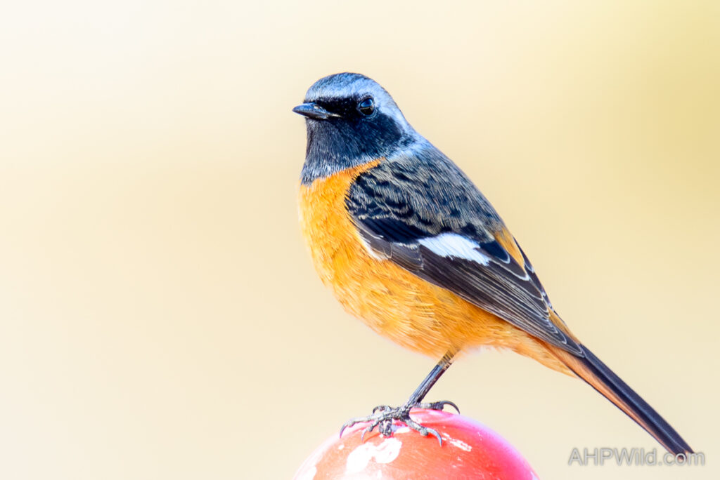 Daurian Redstart