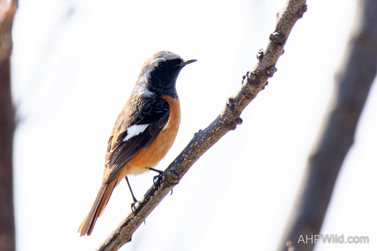 Daurian Redstart