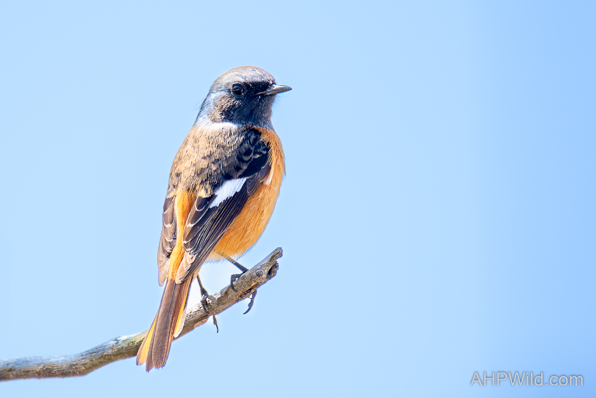 Daurian Redstart