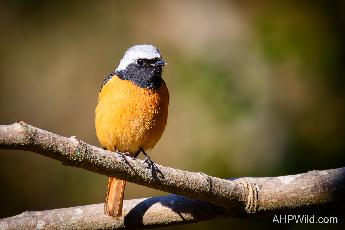 Daurian Redstart