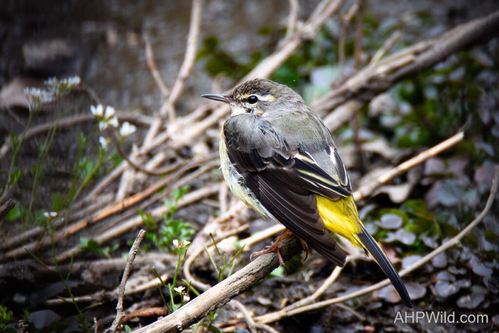 Grey Wagtail