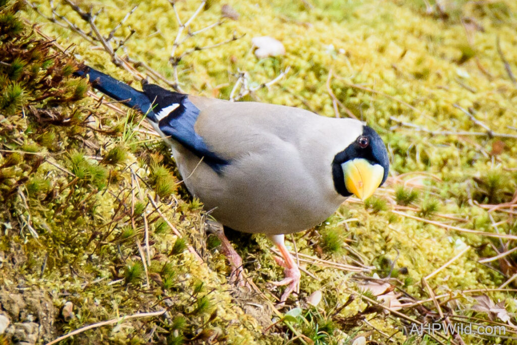 Japanese Grosbeak