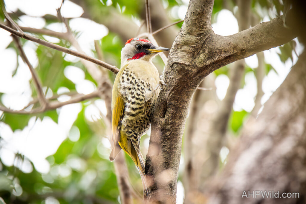Japanese Woodpecker