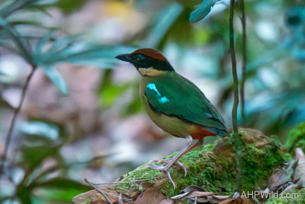 Noisy Pitta