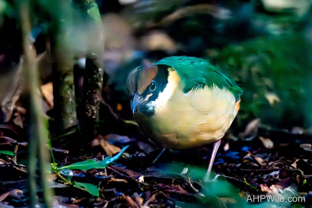 Noisy Pitta